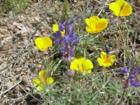 Lupine and Poppies